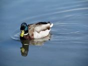 Reflection on The Pond