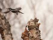 Hairy Woodpecker