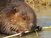 Beaver on the Nith