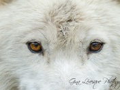 Loup arctique