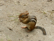 Breakfast Chipmunk