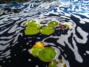 Lily Pads in Mersey River Foam