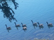 Geese - Jasper National Park 
