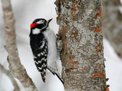 Downey woodpecker