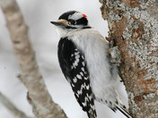 Downey woodpecker
