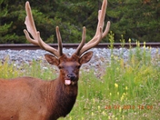    Crazy ELK