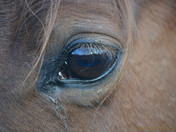 Can you not see the gentlness of my soul