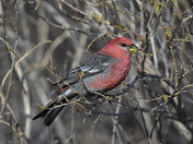 Pine Grosbeak