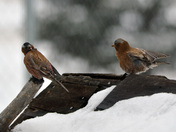 Gray-Crowned Rosy Finch
