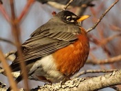 The Robins are back!