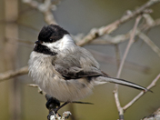 black cap chickadee