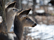 white tail deer closeup