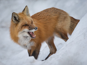Algonquin Fox