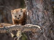 Pine Marten