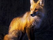 Mother Fox