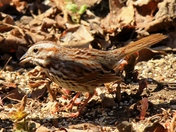 Song sparrow
