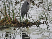 waiting for breakfast