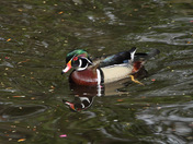 Wood duck
