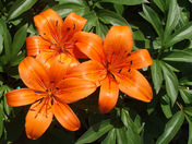 Tiger Lilies