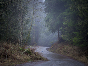 Foggy Mountain Roads