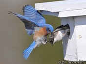Eastern Bluebird