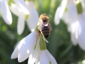 Bee