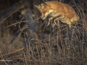 Jumping fox
