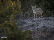 Coyote