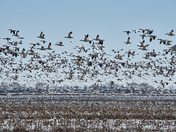 Snow geese migration in Quebec