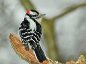 Downy woodpecker