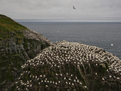 Cape St. Mary's Ecological Reserve