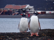 Abandoned Whaling Station