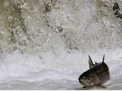 Trout Going Upstream