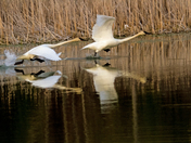 Trumpeters Taking Flight