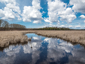 Wetlands reflections