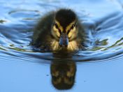 Mallard Duckling