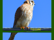 AMERICANKESTREL
