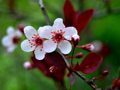 Pretty in Red and White