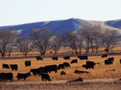 Fall in Saskatchewan