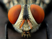 compound eyes