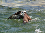 Osprey Fishing