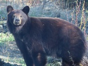 Cinnamon bear 