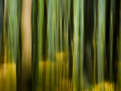 Spring woods abstract