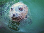 Harbor Seal, up close and personal