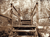 Stairway from the woods