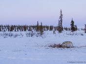 Wolf feast under the moon
