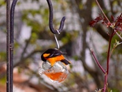 Baltimore Oriole (male)