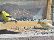 American Goldfinch