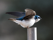 Preparing for flight