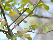 Northern Parula Warbler